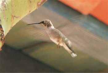hummer